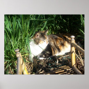 Poster Chat se reposant dans la copie d'herbe