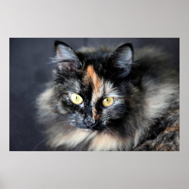 Poster Chat sibérien (Devant)