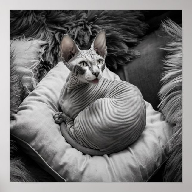Poster Chat Sphynx sans cheveux (Devant)