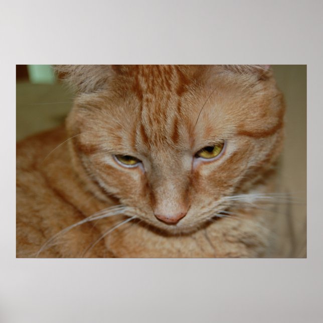 Poster Chat Tabby Orange (Devant)