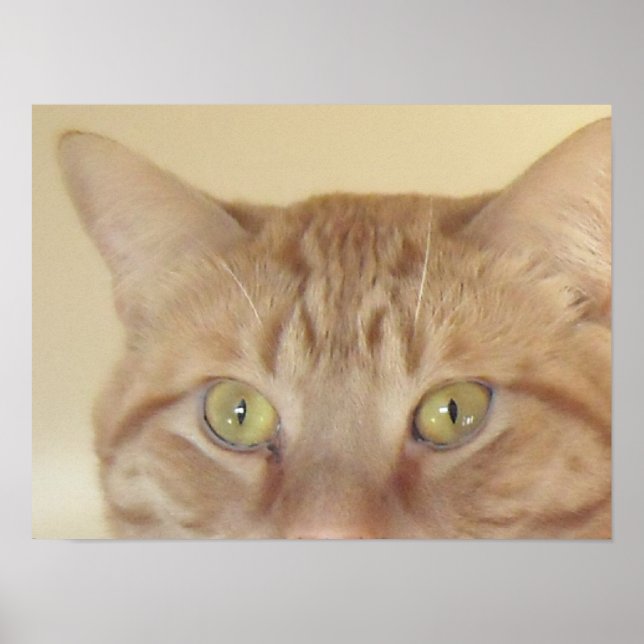 Poster Chat Tabby Orange (Devant)