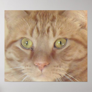 Poster Chat Tabby Orange
