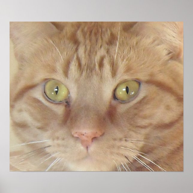 Poster Chat Tabby Orange (Devant)