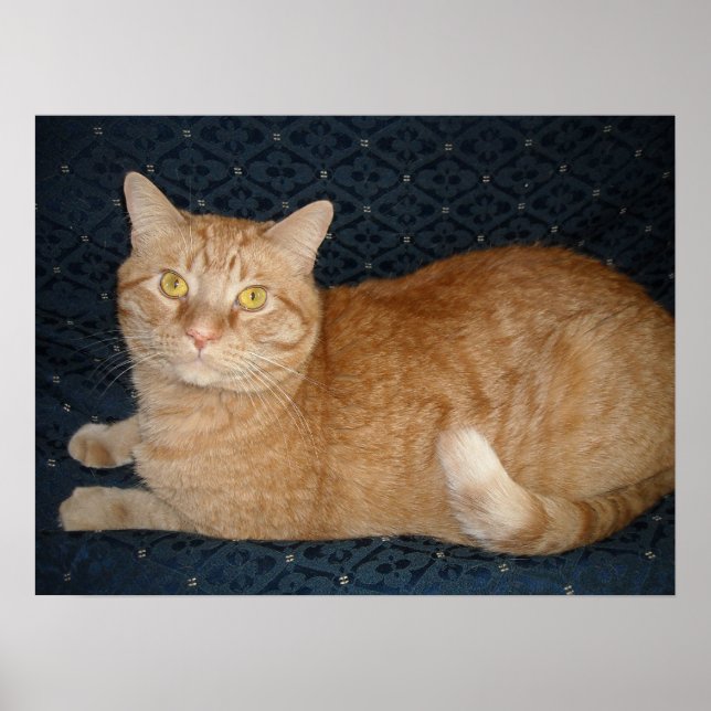 Poster Chat Tabby Orange (Devant)