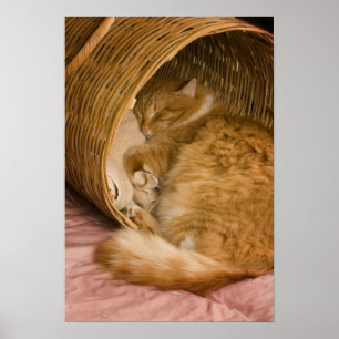 Poster Chat tigré orange dormant dans un panier