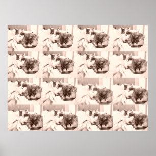 Poster Chat vintage de Calico