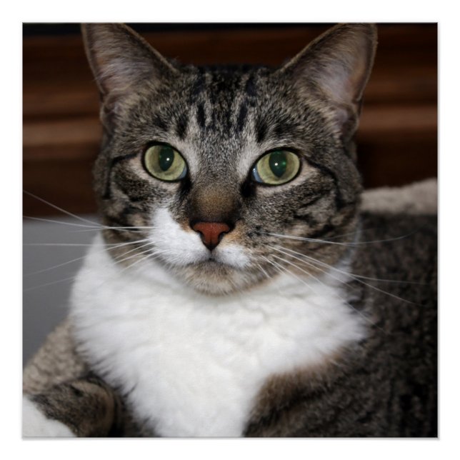 Poster Chat Vous regarder / Animal Tabby Chat Photo Face (Devant)