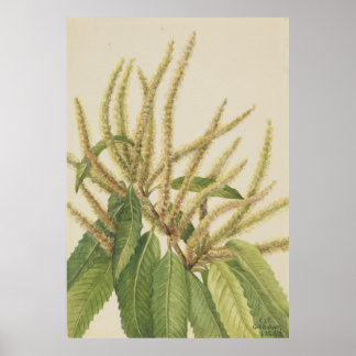 Poster Châtaigne d'Amérique (Castanea dentata)