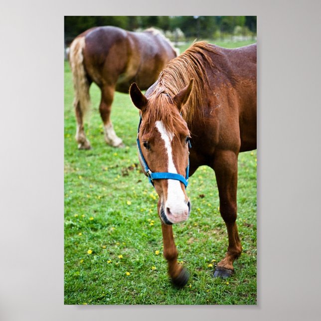 Poster Châtaignier humide (Devant)