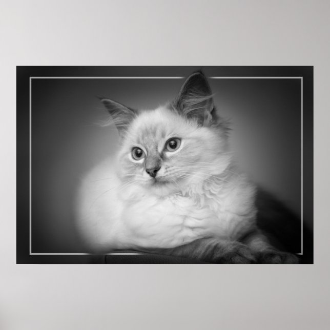 poster chaton à poupée (Devant)