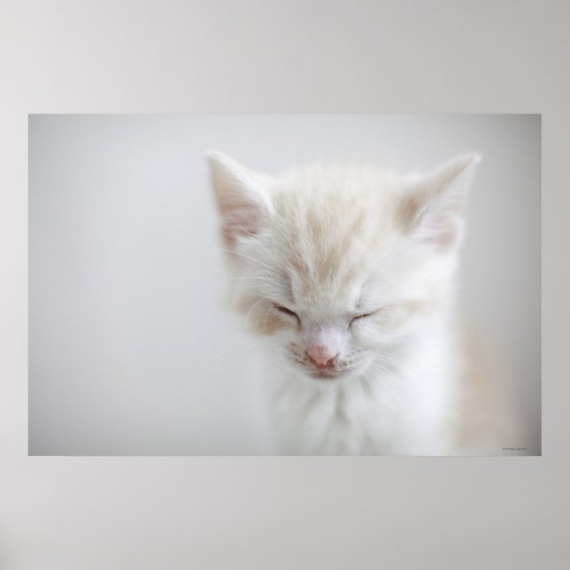 Poster Chaton blanc dormant (Devant)