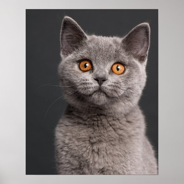 Poster chaton britannique Shorthair (3 mois) (Devant)