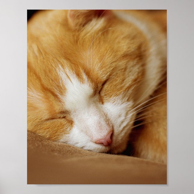 Poster Chaton couchant (Devant)