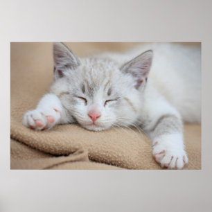 Poster Chaton de sommeil