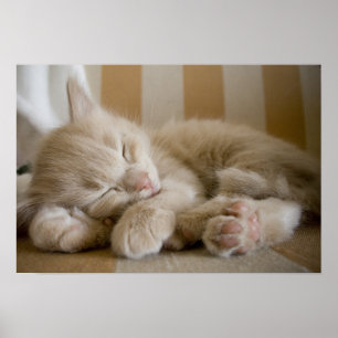 Poster Chaton de sommeil