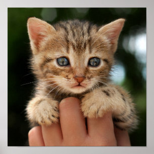 Poster Chaton doux de bébé