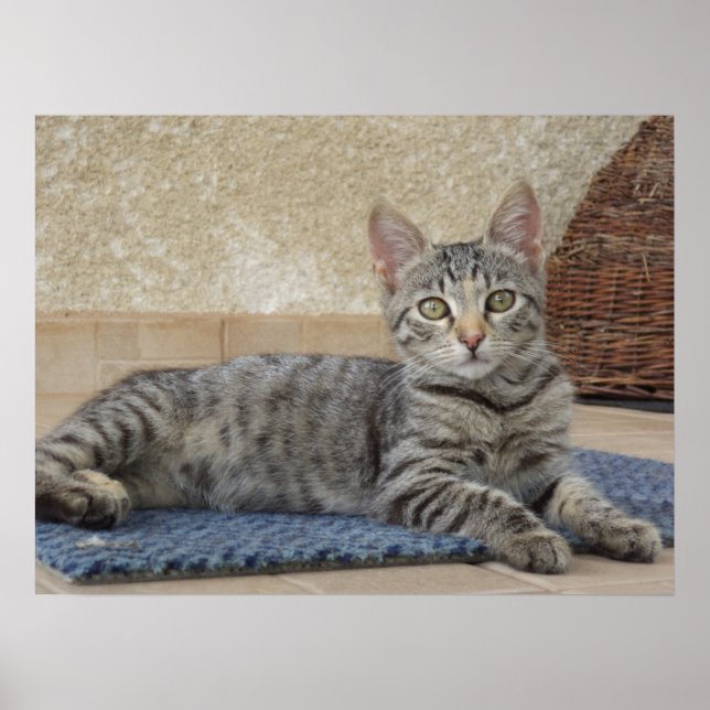 Poster Chaton Majestueux (Devant)