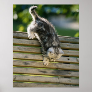 Poster Chaton se déplaçant vers le bas sur le banc