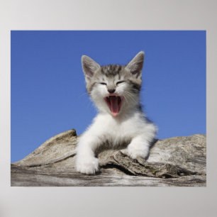 Poster Chaton se trouvant sur le rondin, baîllant, plan