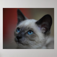 chaton siamois