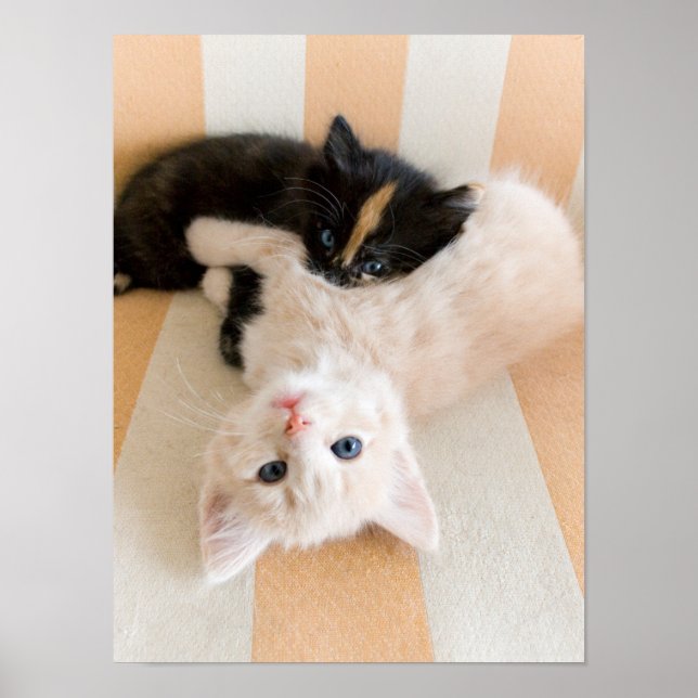 Poster Chatons Blancs Et Noirs (Devant)