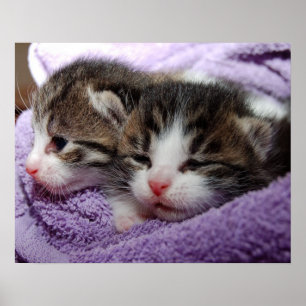 Poster Chatons somnolents
