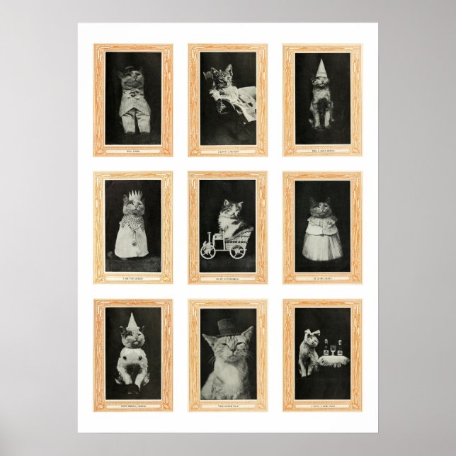 Poster Chats (Devant)