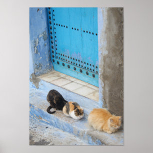 Poster Chats, Chefchaouen, Maroc