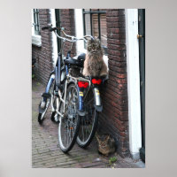 Chats d'Amsterdam à vélo Photo