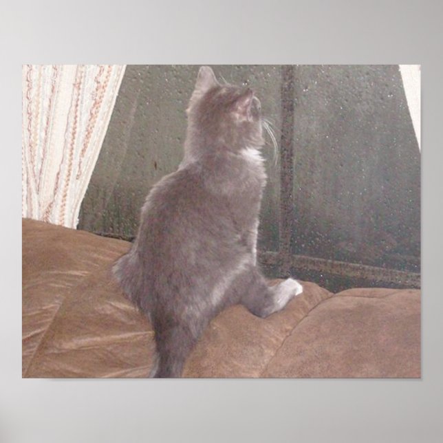 Poster Chats de veau 11 (Devant)