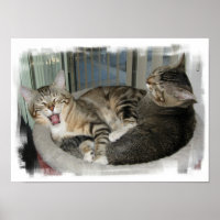 Chats endormis