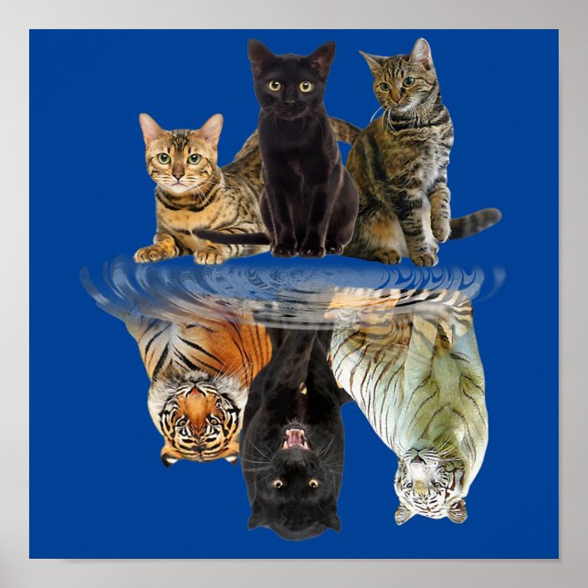 Poster Chats Réflexion Ami Amoureux de les chats Tigre mo (Devant)