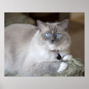 Poster Chatte Ragdoll