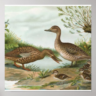 Poster Chauffeur du Nord et canards à ongles nordiques