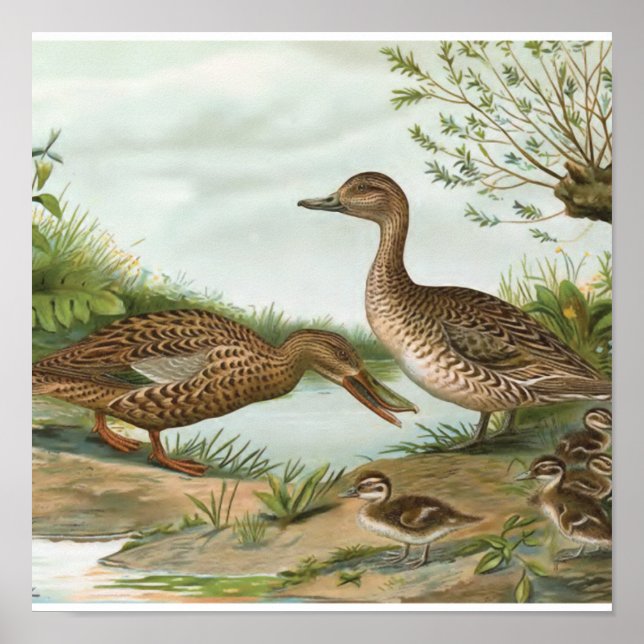 Poster Chauffeur du Nord et canards à ongles nordiques (Devant)