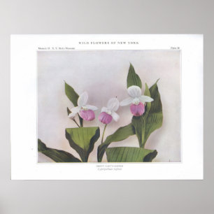 Poster Chaussure à lèvres - Cypripedium reginae