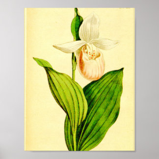 Poster Chaussure Lady blanche et rose