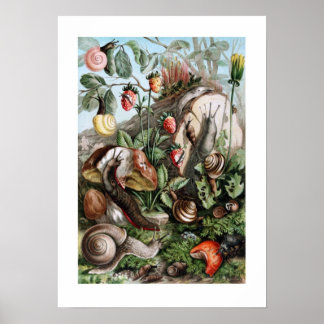 Poster Chaussures et escargots