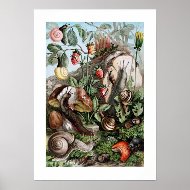 Poster Chaussures et escargots (Devant)