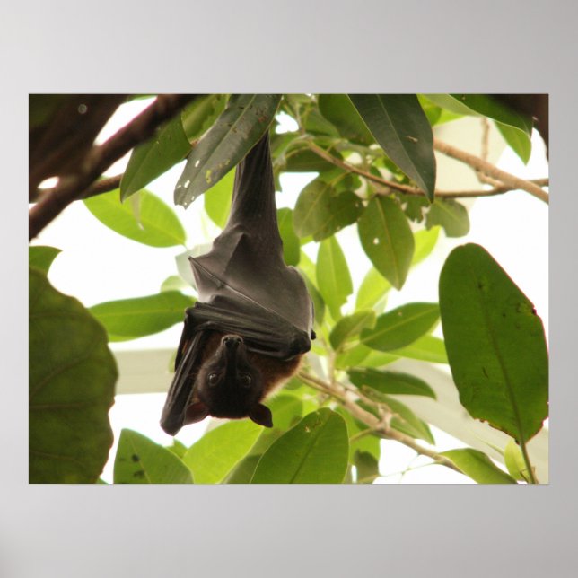 Poster Chauve-souris à fruits enveloppée (Devant)