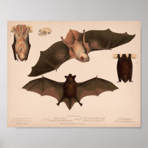 Poster Chauve-souris rouge, Petite chauve-souris Brown   
