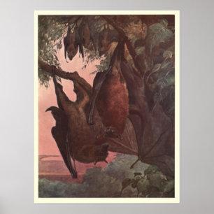 Poster Chauve-souris vintage Painting (1909)