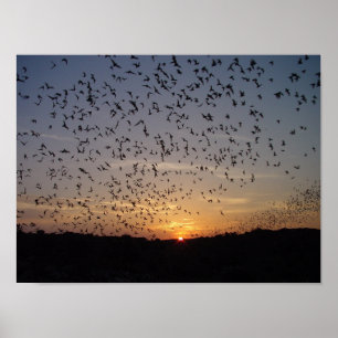 Poster Chauves-souris à l'aile des cavernes Carlsbad