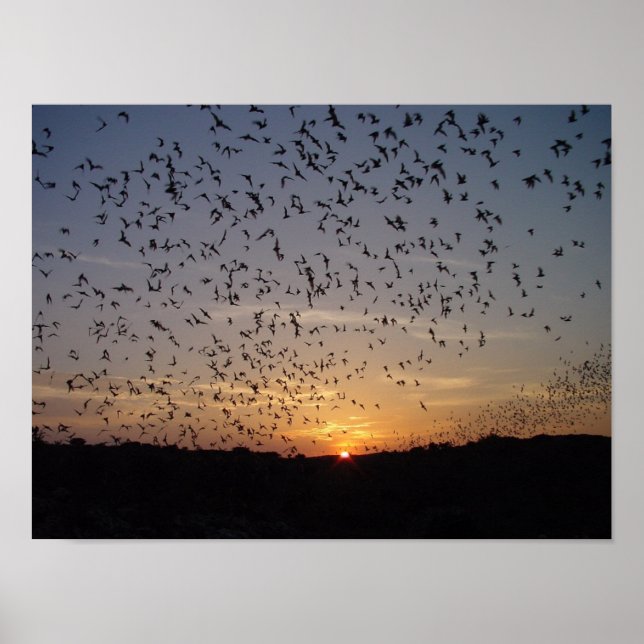 Poster Chauves-souris à l'aile des cavernes Carlsbad (Devant)