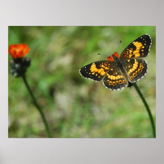 Poster Checkerspot argenté (Devant)