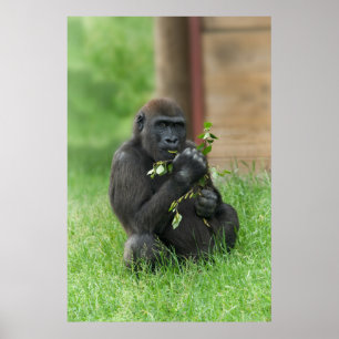 Poster Cheeky Gorilla Lope