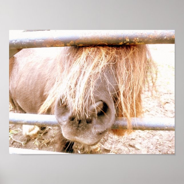 Poster Cheeky Pony (Devant)