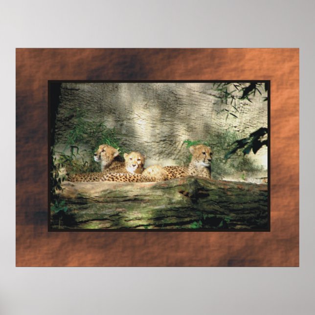 Poster Cheeta (Devant)