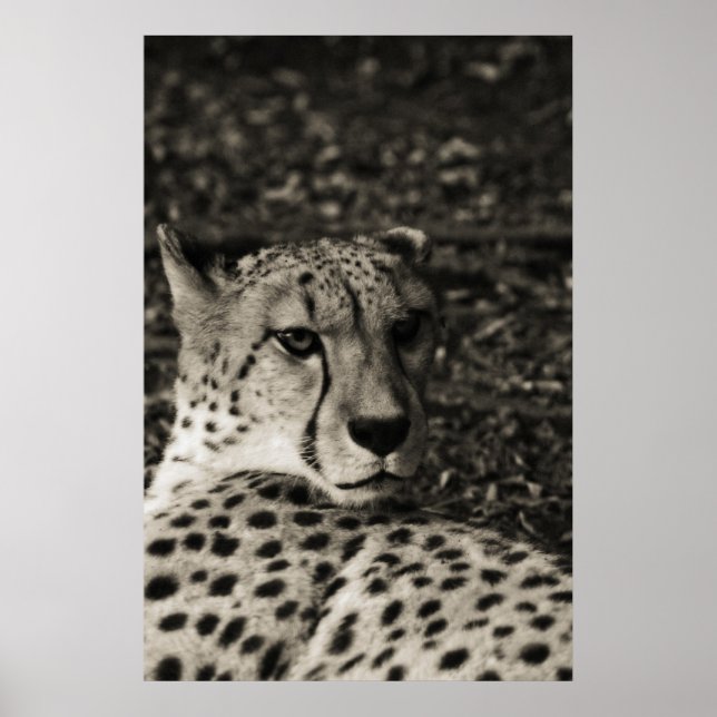 Poster Cheetah (Devant)