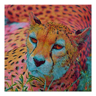 Poster Cheetah